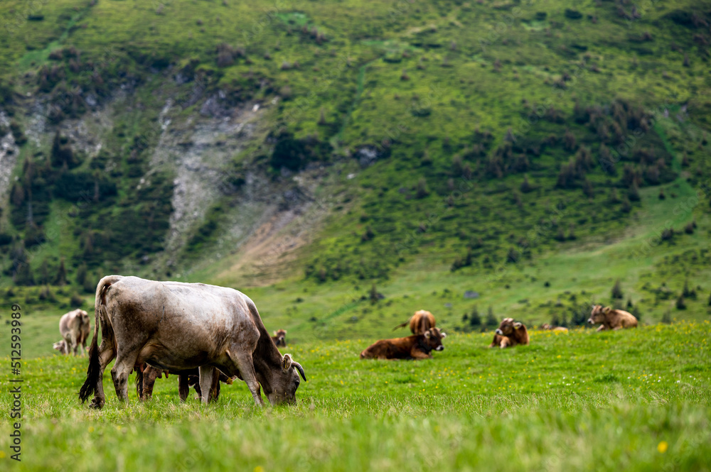 Cows in a mountain meadow. Rodna Mountains, Carpathians, Romania. Cows in a mountain meadow. Rodna Mountains, Carpathians, Romania.