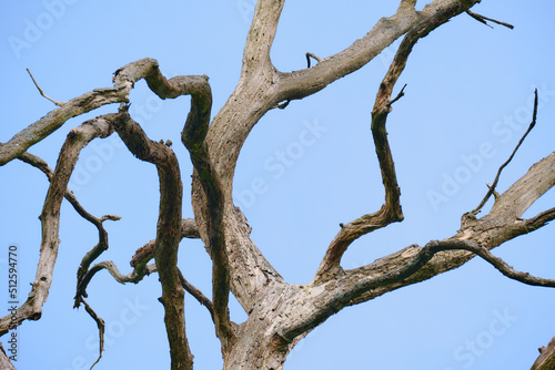 Bare tree trunk with branches © Yeroma