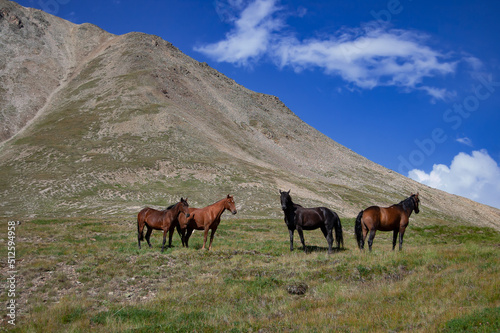 Wild horses in the Caucasus mountains. Elbrus region  Kabardino-Balkaria  Russia.