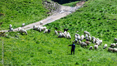Stampa su tela Shepherd with herd of sheep and goats in a mountain meadow