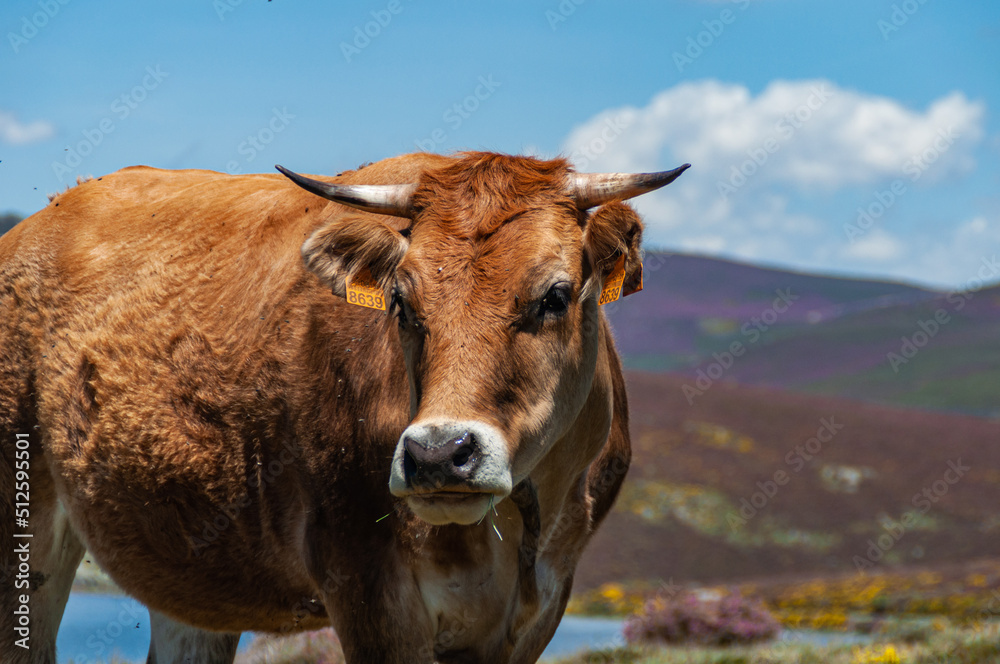 Vacas en pleno campo