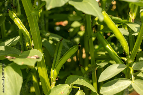 Broad bean pods growing on bushes, fresh, healthy vegetables