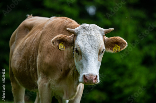 Wallpaper Mural Cows in a mountain meadow. Rodna Mountains, Carpathians, Romania. Torontodigital.ca