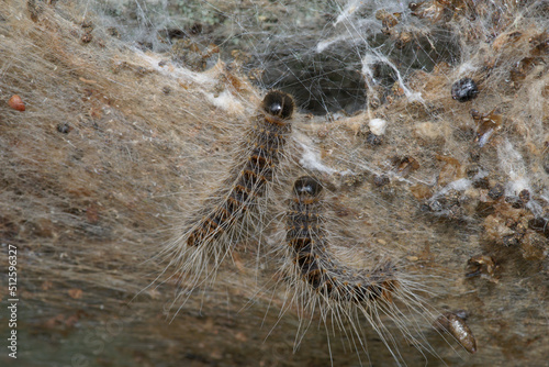 Urticating caterpillars of the oak processionary moth in their nest (Thaumetopoea processionea) photo