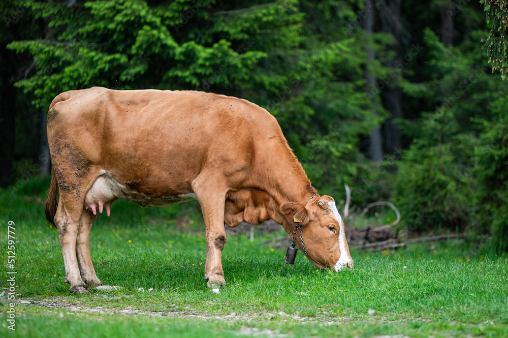 Cows in a mountain meadow. Rodna Mountains, Carpathians, Romania. Cows in a mountain meadow. Rodna Mountains, Carpathians, Romania.