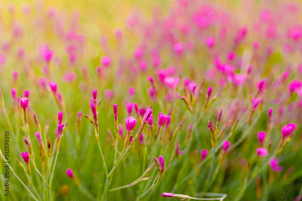 Obraz premium flowers in the wild meadow