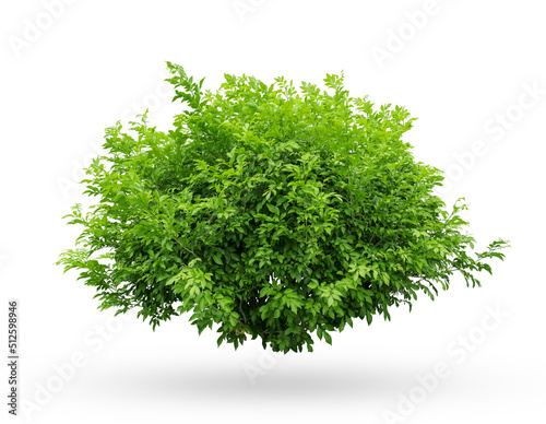 Tropical plant flower bush shrub tree isolated on white background with clipping path	