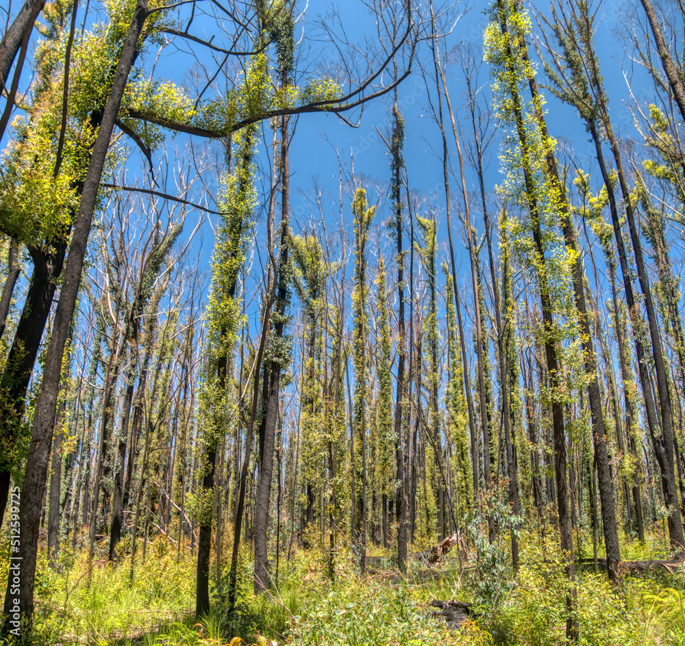 Fire affected Eucalyptus trees with epicormic shoots, a year after wildfires in December 2019 affected the Mallacoota region in Gippsland, eastern Victoria, Australia.