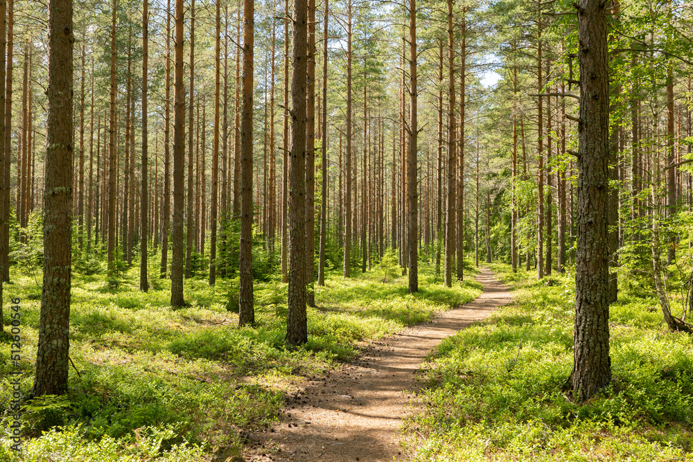 Pine tree forest. Scenic background picture of Scandinavian summer nature. Pine tree forest. Scenic background picture of Scandinavian summer nature.