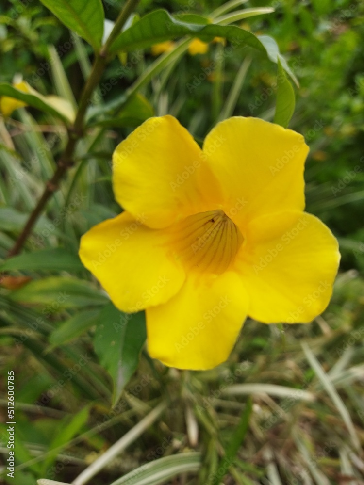 yellow daffodil flower yellow daffodil flower