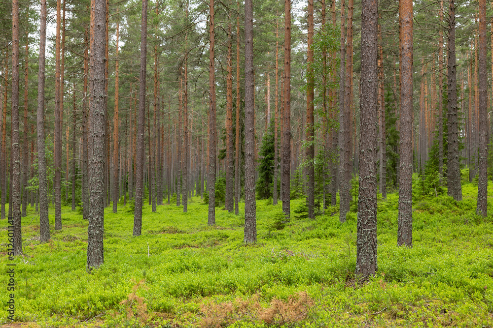 Pine tree forest. Scenic background picture of Scandinavian summer nature. Pine tree forest. Scenic background picture of Scandinavian summer nature.