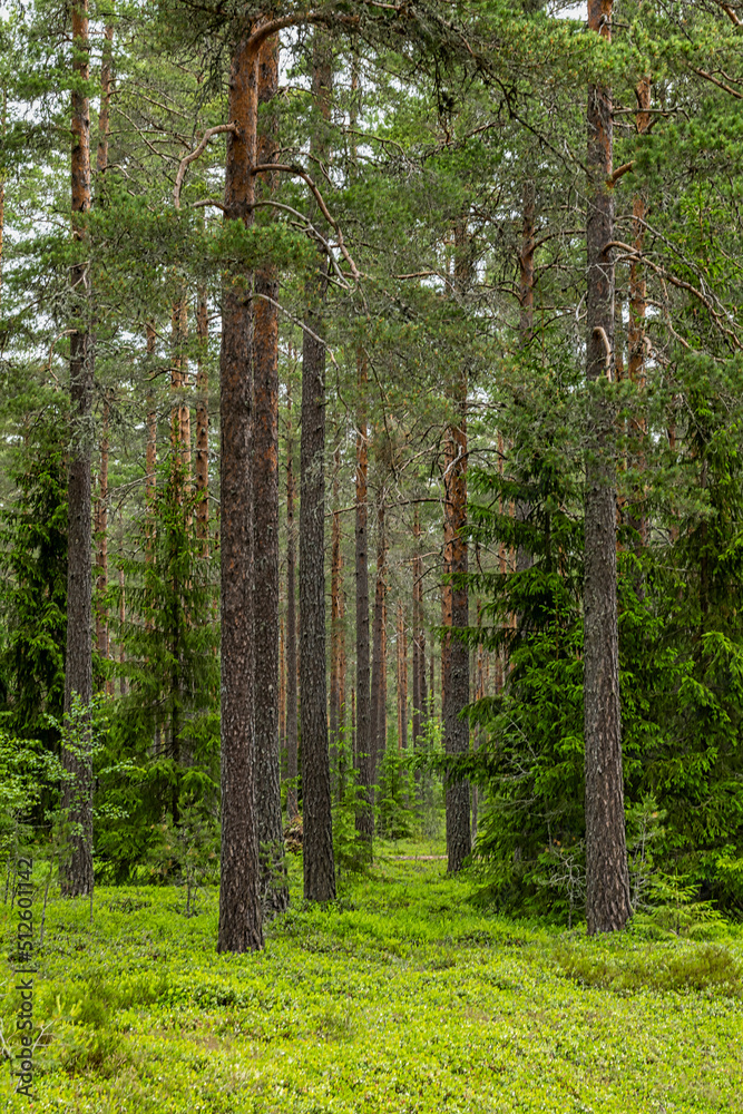 Pine tree forest. Scenic background picture of Scandinavian summer nature. Pine tree forest. Scenic background picture of Scandinavian summer nature.