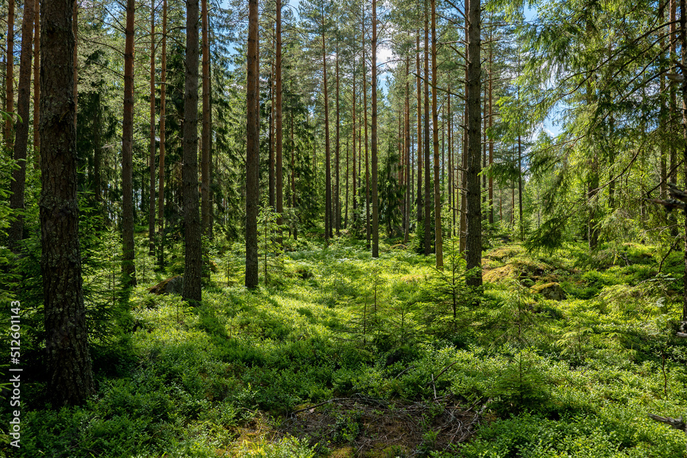 Pine tree forest. Scenic background picture of Scandinavian summer nature. Pine tree forest. Scenic background picture of Scandinavian summer nature.