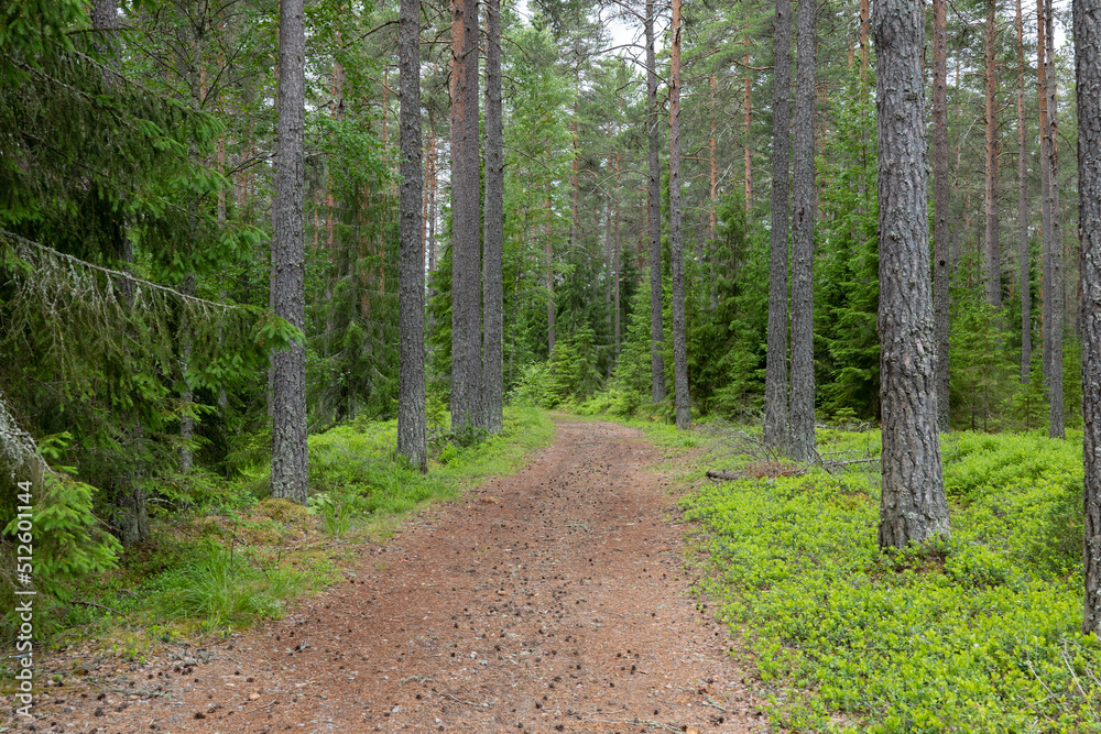 Pine tree forest. Scenic background picture of Scandinavian summer nature. Pine tree forest. Scenic background picture of Scandinavian summer nature.