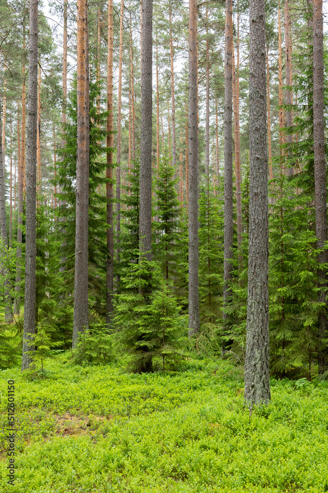 Pine tree forest. Scenic background picture of Scandinavian summer nature. Pine tree forest. Scenic background picture of Scandinavian summer nature.