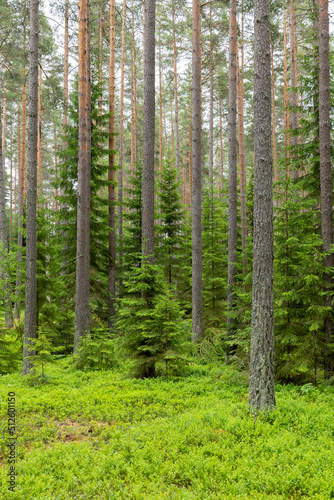 Fototapeta Naklejka Na Ścianę i Meble -  Pine tree forest. Scenic background picture of Scandinavian summer nature.
