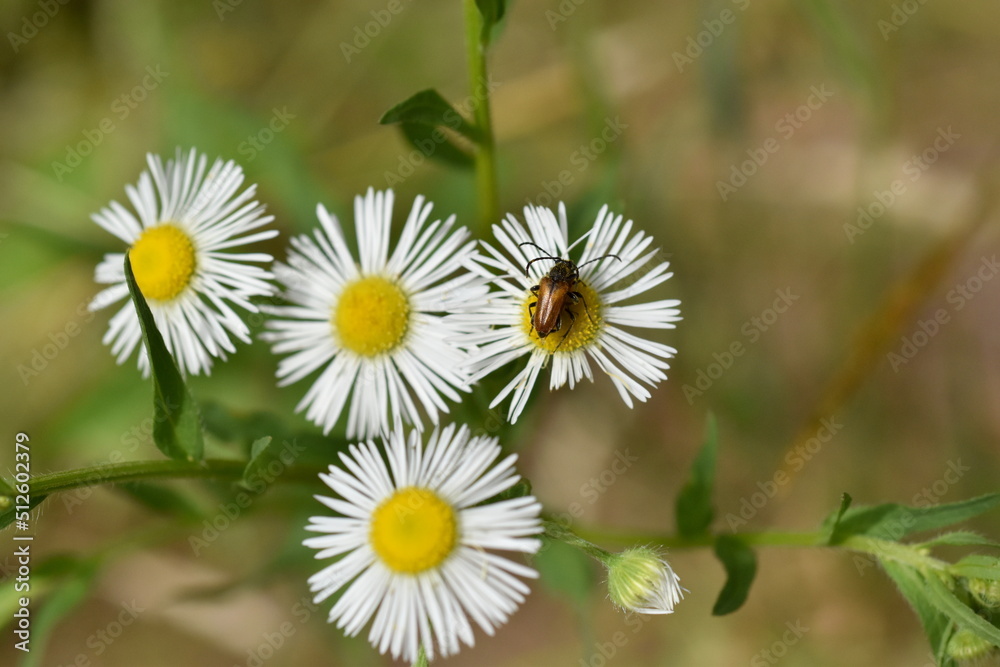 Kleiner brauner Käfer auf einer Blüte Kleiner brauner Käfer auf einer Blüte