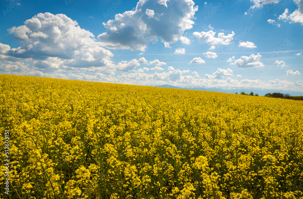 The rapeseed culture and with blue sky on the background