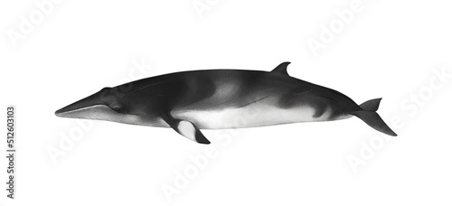 Hand-drawn watercolor northern common minke whale illustration isolated on white background. Underwater ocean creature. Marine mammal. Baleen whales animals collection photo