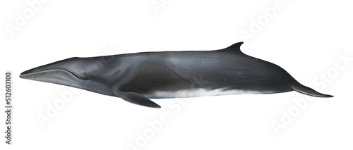 Hand-drawn watercolor sei whale illustration isolated on white background. Underwater ocean creature. Marine mammal. Baleen whales animals collection photo