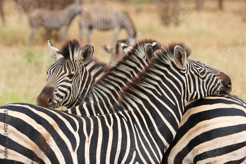 Fototapeta Naklejka Na Ścianę i Meble -  Plains Zebra, Kruger National park, South Africa