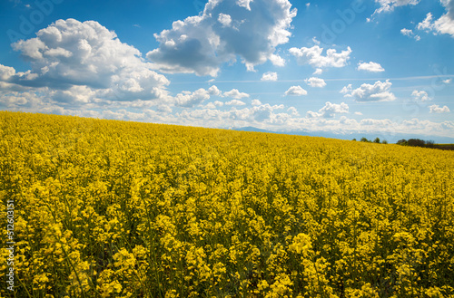 The rapeseed culture and with blue sky on the background