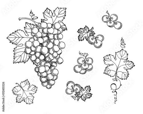 Hand drawn grapes, berries. Leaves and branches. Vines close-up, leaves, berries. Vintage engraving for designer wine. Black and white pictures on a white background.