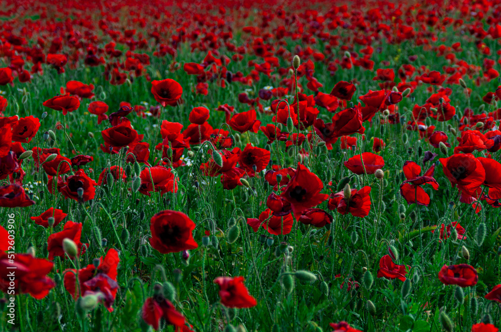 Fototapeta premium Campos de amapolas