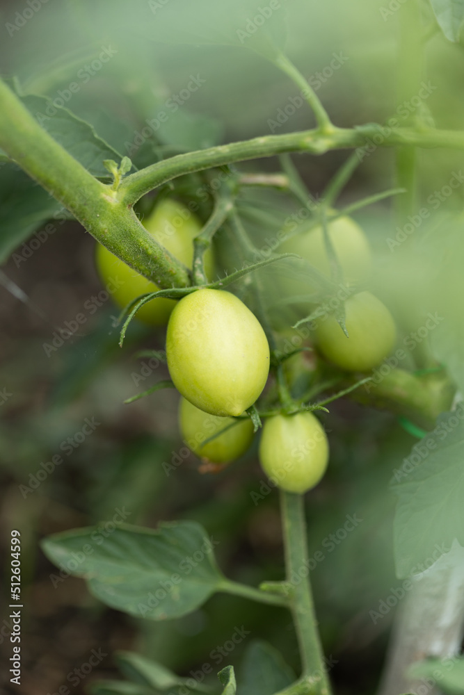 Fototapeta premium tomato in the garden