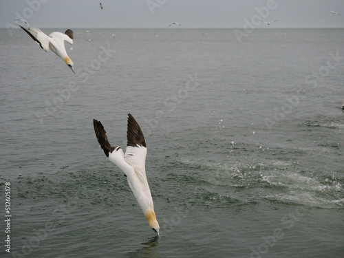 Gannet, Morus bassanus photo