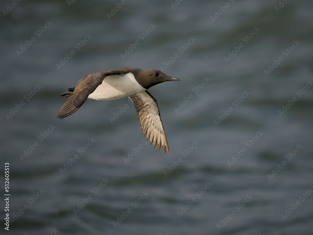 Fototapeta premium Guillemot, Uria aalge