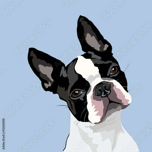 portrait of french bulldog doodle, Boston Terrier illustration photo
