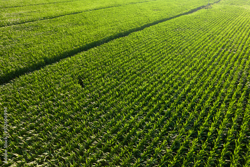 Aerial view of a young corn field