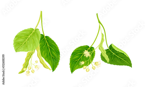 Linden sprigs with flowers, buds and leaves. Herbal tea, cosmetic, medicine design vector illustration