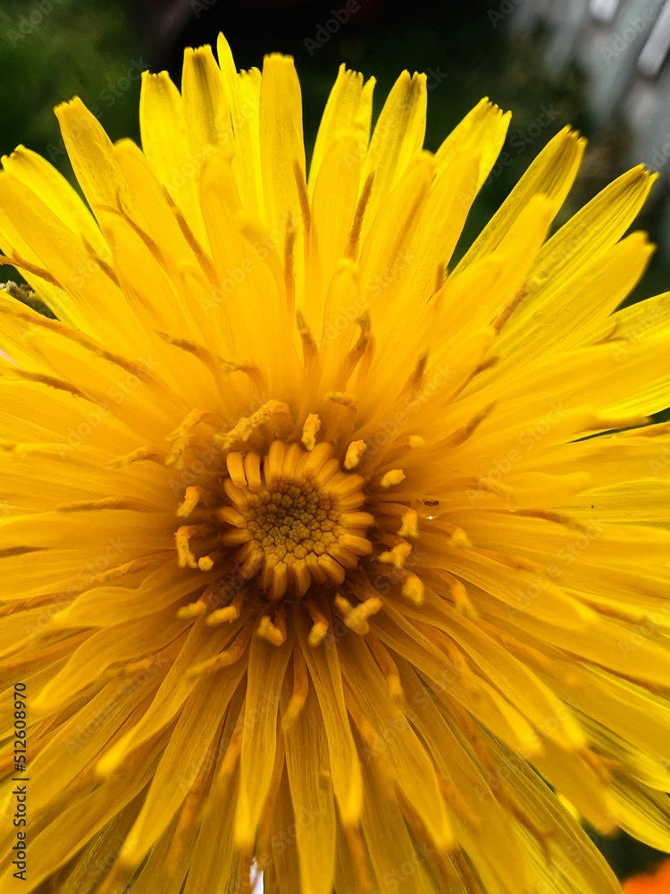 Dandelion closeup Dandelion closeup