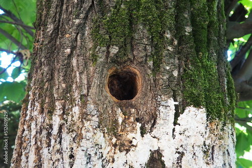 A hollow hollowed out by the beak of a woodpecker. A round hole in the bark and cambium of a large old fruit tree in the garden. Green moss and white lime on the bark. Gardening rangering ornithology.