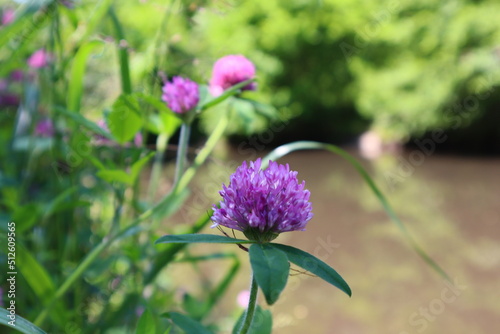 花2