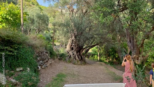 A woman and her son visit the Old Olive Stara Maslina a famous tourist attraction. Its said that it is 2000 years old. Travel to Montenegro concept