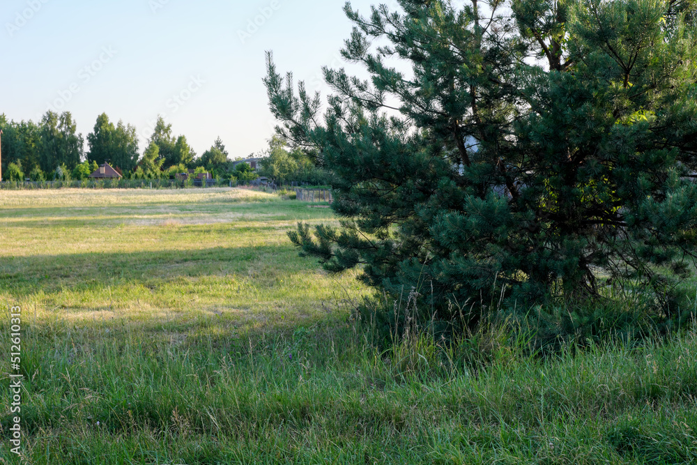 Summer rural forest landscape