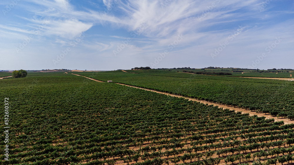 VIÑEDOS y sus formas a vista de pájaro. VIÑEDOS y sus formas a vista de pájaro.