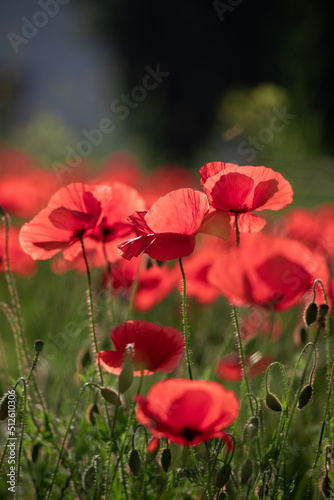 Field of poppy flowers papaver rhoeas in spring.