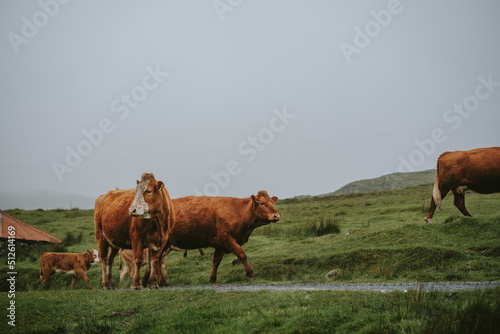 cows in the field