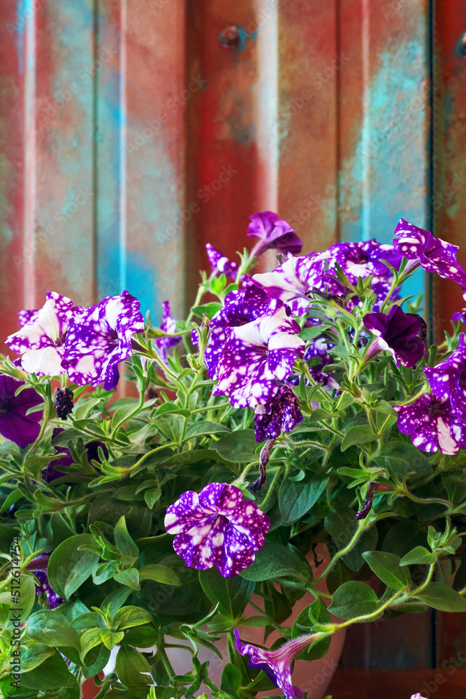 Obraz premium Close up view of purple white petunia flowers in front of a colored wall