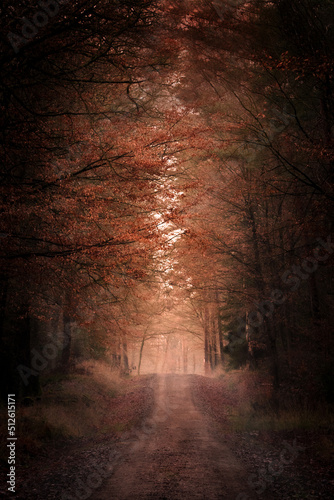 A Path In A Autumn Forest