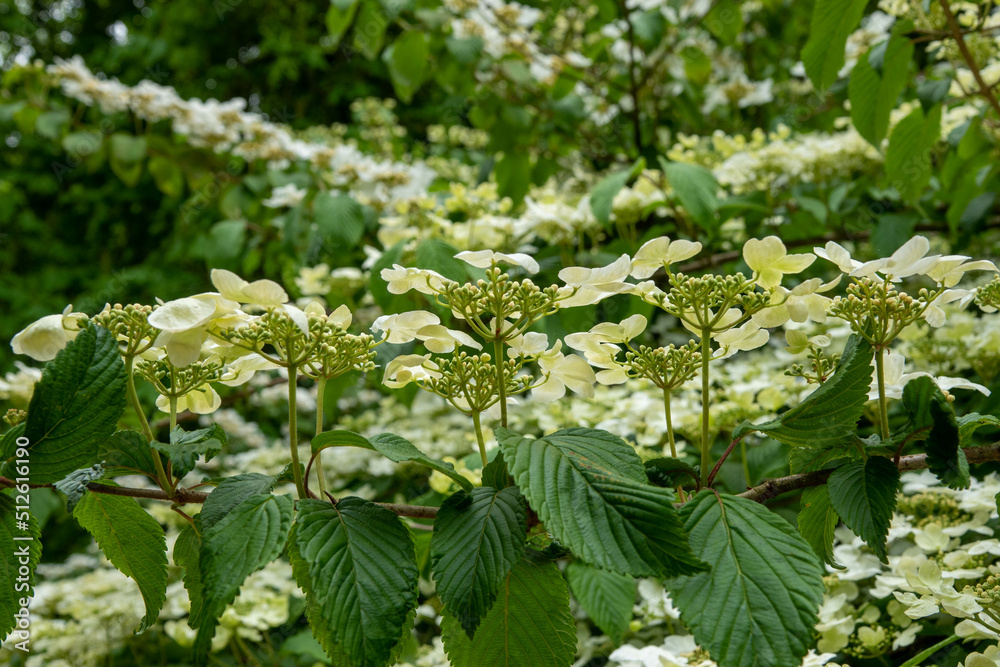 hydrangea arborsecens commonly known as smooth hydrangea wild hydrangea sevenbark or sheep flower hydrangea arborsecens commonly known as smooth hydrangea wild hydrangea sevenbark or sheep flower