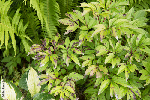 Fototapeta Naklejka Na Ścianę i Meble -  Leaves of peony damaged by powdery mildew. Garden plant disease