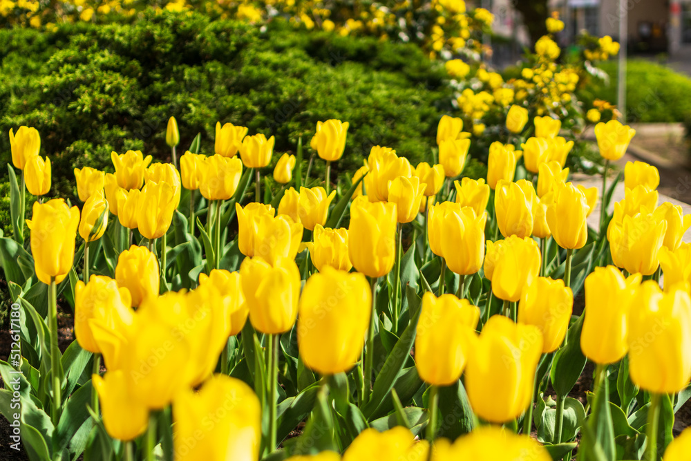 Fototapeta premium Spring Tulipa Flowers