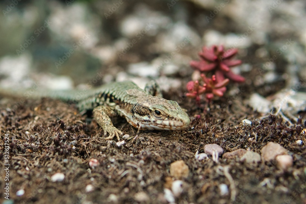 colourful lizard on the stone and dirt colourful lizard on the stone and dirt