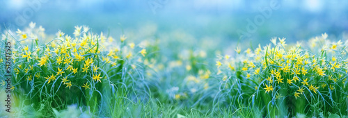 Fototapeta Naklejka Na Ścianę i Meble -  spring yellow flowers goose onions (Gagea) on meadow close up, natural blurred abstract background. Beautiful dreamy floral image of nature. Green field with yellow flowers. spring season. banner