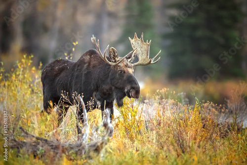 bull moose in park